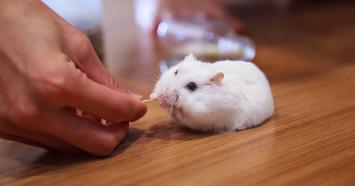 Sweet and Playful: Caring for Your Pet Mouse
